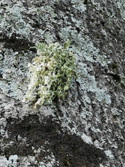 Ramalina fraxinea