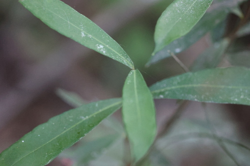 Myrceugenia glaucescens