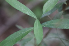 Myrceugenia glaucescens