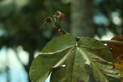 (c) Wallace Carneiro Almeida, some rights reserved (CC BY-SA) Sterculia striata, photograph (c) Wallace Carneiro Almeida, some rights reserved (CC BY-SA)