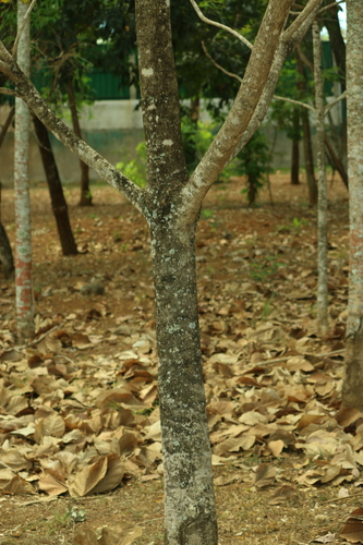 Sterculia striata, photograph 4