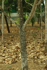 (c) Wallace Carneiro Almeida, some rights reserved (CC BY-SA) Sterculia striata, photograph (c) Wallace Carneiro Almeida, some rights reserved (CC BY-SA)