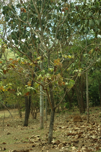Sterculia striata, photograph 5