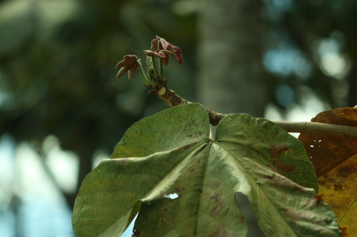 Sterculia striata, photograph 6