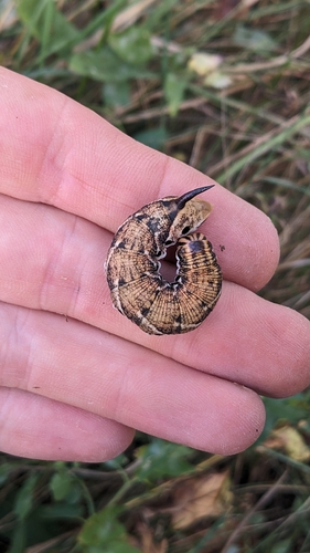 Convolvulus Hawkmoth