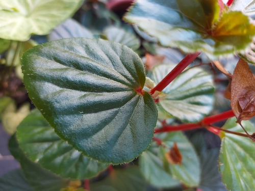 Wax begonia