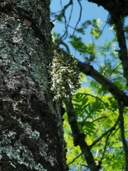 Ramalina fraxinea