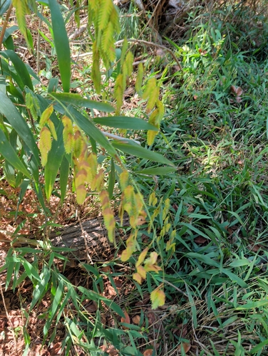 river oats