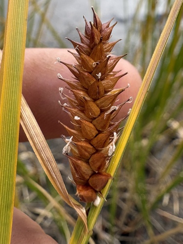 iNaturalist observation photo of Northwest Territory sedge