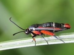 Pyropteron chrysidiforme
