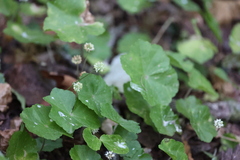 Hydrocotyle leucocephala