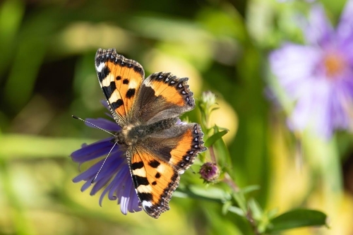 Small Tortoiseshell
