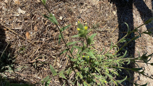 Madia sativa observed 2026-09-12