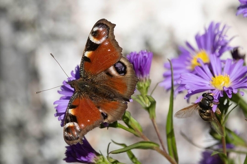 European Peacock Butterfly