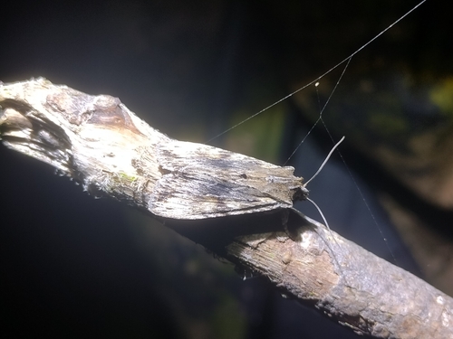 Pale Pinion