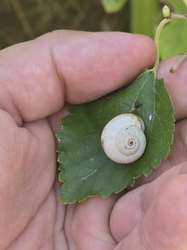 White Italian Snail
