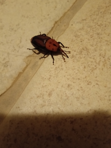 Red Palm Weevil