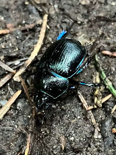 Woodland Dor Beetle