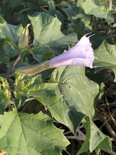 jimsonweed