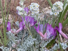 Astragalus utahensis