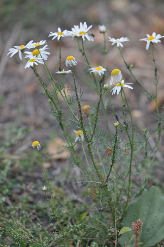 scentless mayweed