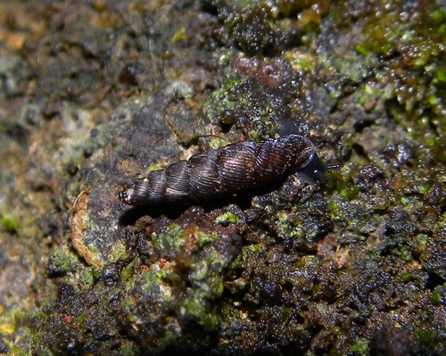 Boettgeria exigua