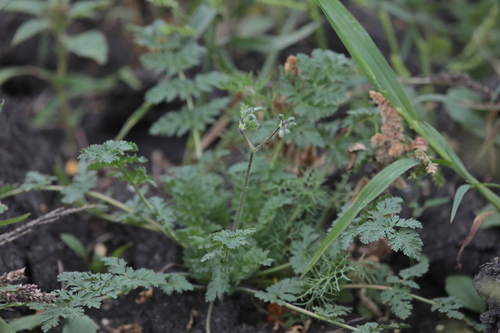 Redstem Stork's-bill