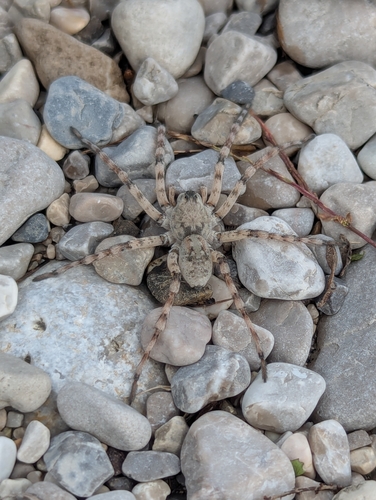 Northern Bear Spider