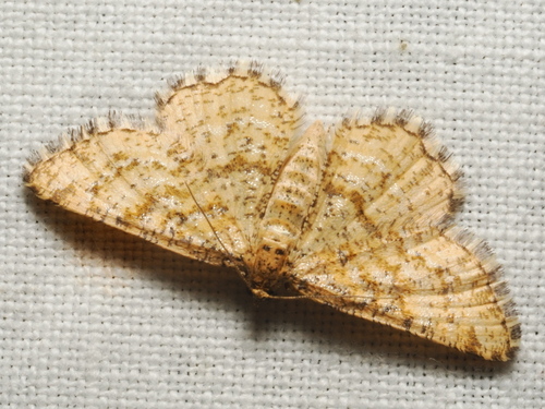 Heliomata glarearia