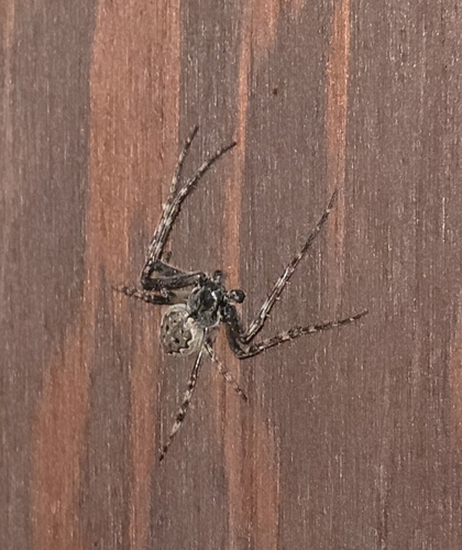 Walnut Orbweaver