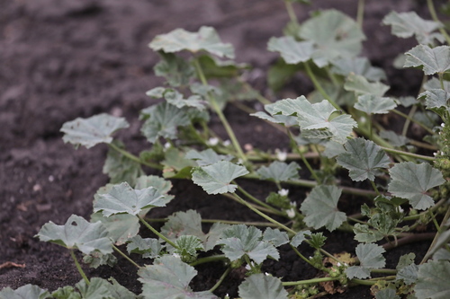 Small Mallow