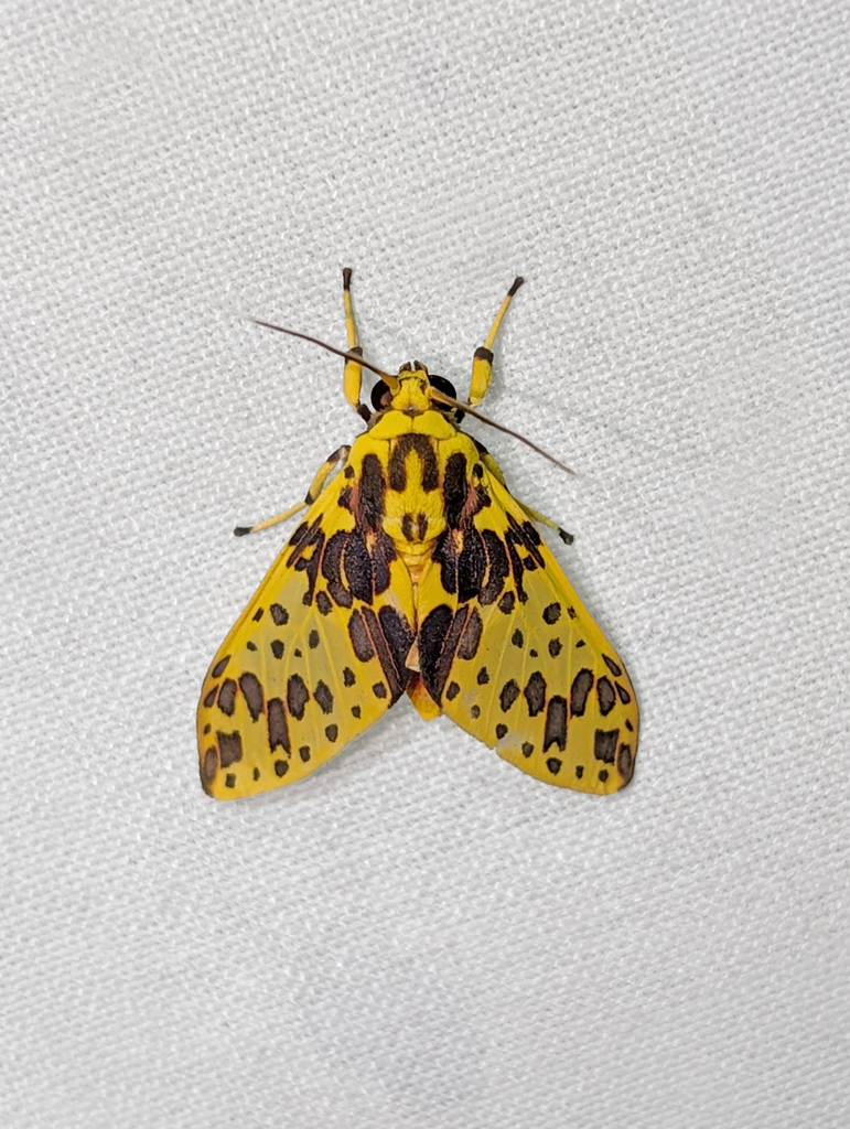 Amaxia bella