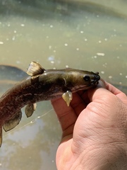 Ameiurus brunneus
