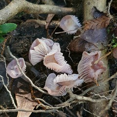 Hygrocybe reesiae