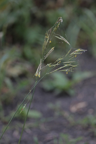 Smooth Brome