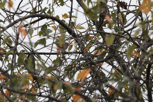 Common Chaffinch