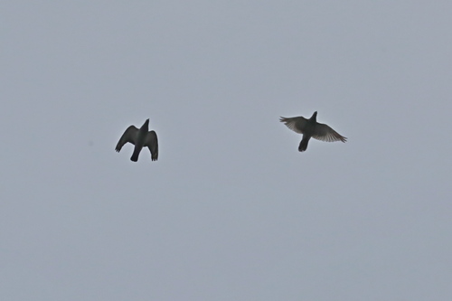 Feral Pigeon