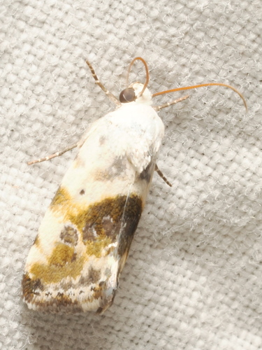 Olive-shaded Bird-dropping Moth