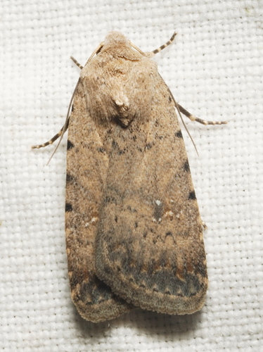 Pale Mottled Willow Moth