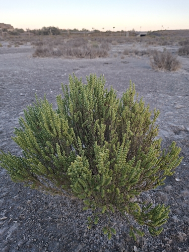 Halocnemum strobilaceum