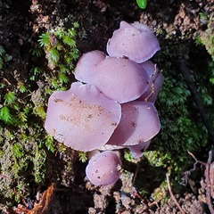 Hygrocybe reesiae