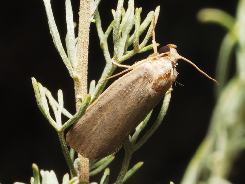 Porter's Rustic