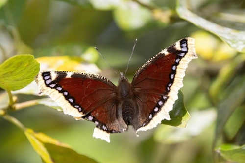 Mourning Cloak