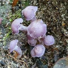 Hygrocybe reesiae
