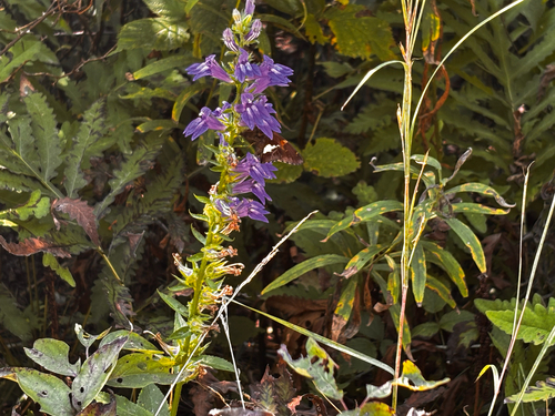 great blue lobelia