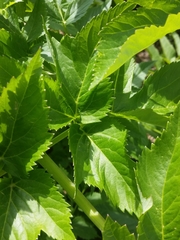 Angelica archangelica