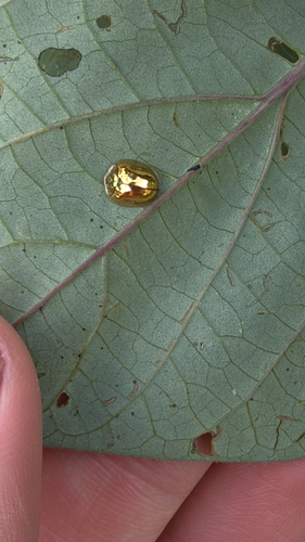 Golden Tortoise Beetle