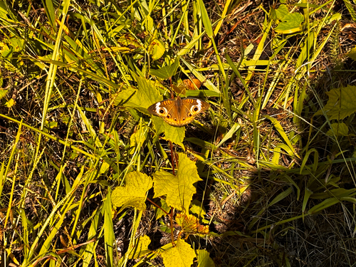 Common Buckeye