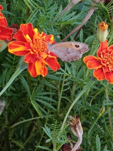 Meadow Brown