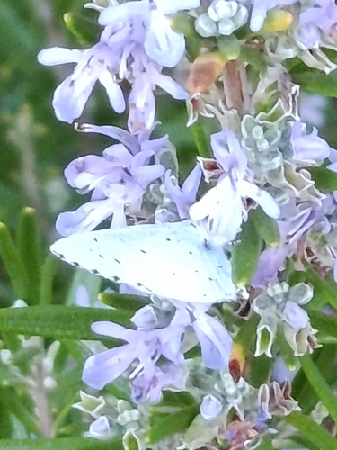 Holly Blue